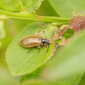 Lagria hirta (Tenebrionidae)  - Lagrie hérissée Dinant [Belgique] 12/07/2014 - 490m