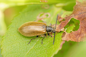 Lagria hirta (Tenebrionidae)  - Lagrie hérissée Dinant [Belgique] 12/07/2014 - 490m