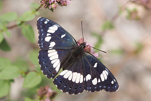 Limenitis reducta (Nymphalidae)  - Sylvain azuré, Camille Ardeche [France] 24/07/2014 - 220m