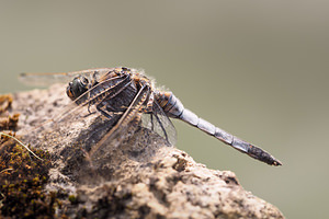 Orthetrum cancellatum (Libellulidae)  - Orthétrum réticulé - Black-tailed Skimmer Marne [France] 19/07/2014 - 190m