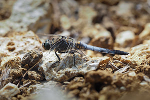 Orthetrum cancellatum (Libellulidae)  - Orthétrum réticulé - Black-tailed Skimmer Marne [France] 19/07/2014 - 190m