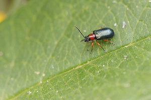 Oulema melanopus (Chrysomelidae)  - Criocère des céréales Marne [France] 19/07/2014 - 100m