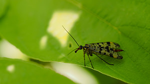 Panorpa vulgaris (Panorpidae)  Nord [France] 01/07/2014 - 40m