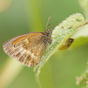 Pyronia tithonus (Nymphalidae)  - Amaryllis, Satyre tithon, Titon - Gatekeeper  [France] 19/07/2014 - 170m