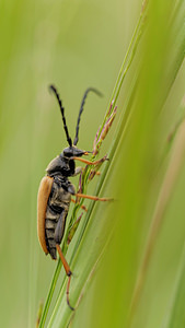 Stictoleptura rubra (Cerambycidae)  - Lepture cardinale (femelle), Lepture papale (mÃ¢le), Lepture rouge Dinant [Belgique] 12/07/2014 - 480mM?le: thorax noir (de la m?me couleur que les ?lytres chez la femelle)