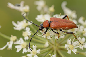 Stictoleptura rubra (Cerambycidae)  - Lepture cardinale (femelle), Lepture papale (mÃ¢le), Lepture rouge Dinant [Belgique] 12/07/2014 - 490mFemelle (thorax rouge, noir chez le m?le)