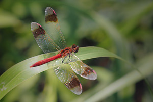 Sympetrum pedemontanum (Libellulidae)  - Sympétrum du Piémont - Banded Darter Drome [France] 24/07/2014 - 50m