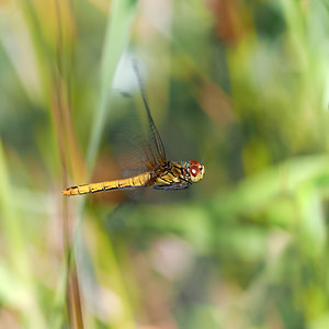 Sympetrum sanguineum (Libellulidae)  - Sympétrum sanguin, Sympétrum rouge sang - Ruddy Darter Nord [France] 01/07/2014 - 40m