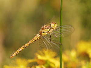 Sympetrum striolatum (Libellulidae)  - Sympétrum fascié - Common Darter  [France] 19/07/2014 - 170m