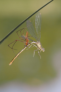 Tetragnatha extensa Tétragnathe étirée