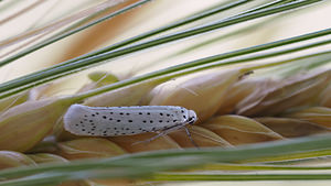 Yponomeuta evonymella (Yponomeutidae)  - Bird-cherry Ermine Nord [France] 02/07/2014 - 30m