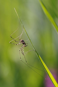 Dicranopalpus ramosus (Phalangiidae)  Marne [France] 16/08/2014 - 190m