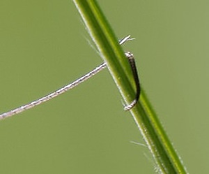Dicranopalpus ramosus
