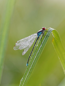 Erythromma najas (Coenagrionidae)  - Naïade aux yeux rouges - Red-eyed Damselfly  [France] 16/08/2014 - 180m