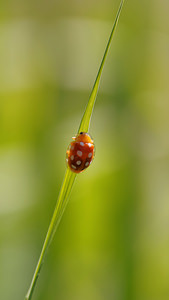 Halyzia sedecimguttata (Coccinellidae)  - Grande coccinelle orange - 16-spot Ladybird [Halyzia sedecimguttata] Marne [France] 16/08/2014 - 190m