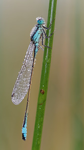 Ischnura elegans (Coenagrionidae)  - Agrion élégant - Blue-tailed Damselfly  [France] 16/08/2014 - 180m