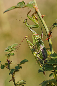 Mantis religiosa (Mantidae)  - Mante religieuse - Praying Mantis  [France] 16/08/2014 - 230m