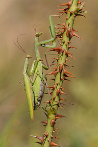 Mantis religiosa (Mantidae)  - Mante religieuse - Praying Mantis  [France] 16/08/2014 - 230m