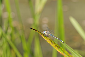 Aeshna mixta (Aeshnidae)  - aeschne mixte - Migrant Hawker Nord [France] 12/09/2014 - 40m