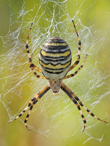 Argiope bruennichi Épeire frelon Wasp Spider