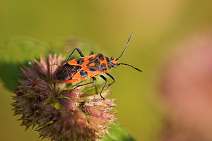 Corizus hyoscyami (Rhopalidae)  - Corise de la jusquiame - Scentless bug Nord [France] 16/09/2014 - 40m