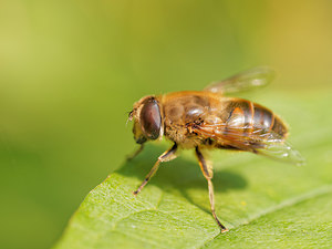 Eristalis tenax (Syrphidae)  - Eristale gluante, Mouche pourceau Nord [France] 21/09/2014 - 40m