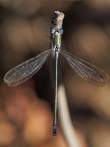 Lestes sponsa (Lestidae)  - Leste fiancé - Emerald Damselfly Gironde [France] 02/09/2014 - 20m