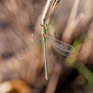 Lestes virens virens (Lestidae)  - Leste verdoyant méridional Gironde [France] 02/09/2014 - 20m