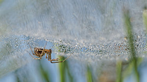 Linyphia triangularis (Linyphiidae)  - Linyphie triangulaire Philippeville [Belgique] 28/09/2014 - 180m