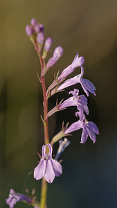 Lobelia urens (Campanulaceae)  - Lobélie brûlante, Cardinale des marais - Heath Lobelia Gironde [France] 02/09/2014 - 10m