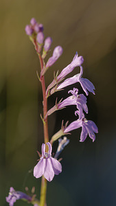 Lobelia urens Lobélie brûlante, Cardinale des marais Heath Lobelia