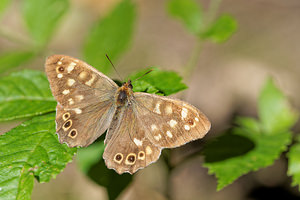 Pararge aegeria (Nymphalidae)  - Tircis, Argus des Bois, Égérie - Speckled Wood Nord [France] 12/09/2014 - 40m