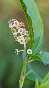 Phytolacca americana (Phytolaccaceae)  - Phytolaque d'Amérique, Raisin d'Amérique, Phytolaque américaine, Laque végétale - American Pokeweed Gironde [France] 02/09/2014 - 20m