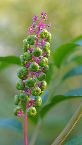 Phytolacca americana (Phytolaccaceae)  - Phytolaque d'Amérique, Raisin d'Amérique, Phytolaque américaine, Laque végétale - American Pokeweed Gironde [France] 02/09/2014 - 20m