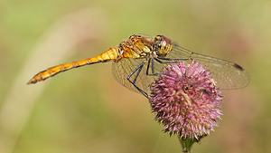 Sympetrum sanguineum (Libellulidae)  - Sympétrum sanguin, Sympétrum rouge sang - Ruddy Darter Nord [France] 12/09/2014 - 40m