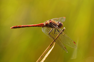 Sympetrum striolatum (Libellulidae)  - Sympétrum fascié - Common Darter Nord [France] 16/09/2014 - 40m