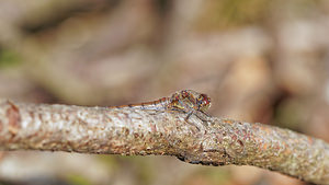 Sympetrum striolatum (Libellulidae)  - Sympétrum fascié - Common Darter Philippeville [Belgique] 28/09/2014 - 180m