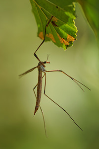 Tipula oleracea (Tipulidae)  - Tipule à bords des ailes bruns Nord [France] 16/09/2014 - 40m