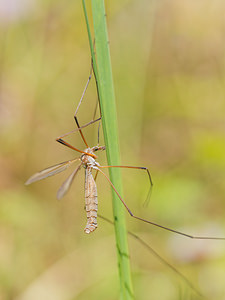 Tipula oleracea (Tipulidae)  - Tipule à bords des ailes bruns Nord [France] 09/09/2014 - 40m