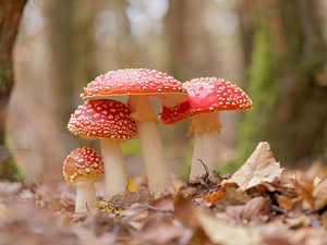 Amanita muscaria Amanite tue-mouches, Fausse oronge Fly Agaric