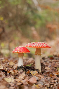 Amanita muscaria (Amanitaceae)  - Amanite tue-mouches, Fausse oronge - Fly Agaric Marne [France] 25/10/2014 - 270m