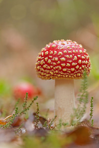 Amanita muscaria (Amanitaceae)  - Amanite tue-mouches, Fausse oronge - Fly Agaric Marne [France] 25/10/2014 - 280m