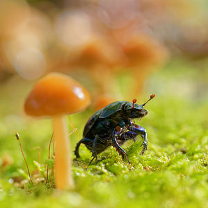 Anoplotrupes stercorosus (Geotrupidae)  - Géotrupe des bois, Géotrupe forestier, Bousier commun Marne [France] 26/10/2014 - 190m