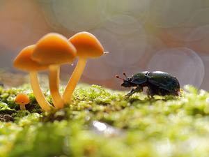 Anoplotrupes stercorosus Géotrupe des bois, Géotrupe forestier, Bousier commun