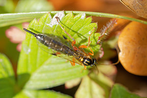 Apechthis quadridentata (Ichneumonidae)  Marne [France] 26/10/2014 - 190m