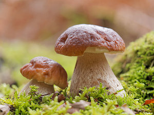 Boletus edulis (Boletaceae)  - Cèpe de Bordeaux, Cèpe du Périgord - Cep, Penny Bun Marne [France] 25/10/2014 - 270m