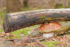 Boletus edulis (Boletaceae)  - Cèpe de Bordeaux, Cèpe du Périgord - Cep, Penny Bun Marne [France] 25/10/2014 - 270mTel Atlas portant le monde? c'est costaud un c?pe !