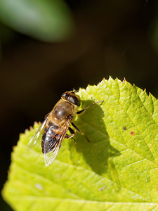 Eristalis tenax (Syrphidae)  - Eristale gluante, Mouche pourceau Marne [France] 26/10/2014 - 190m