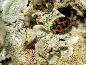 Harmonia axyridis (Coccinellidae)  - Coccinelle asiatique, Coccinelle arlequin - Harlequin ladybird, Asian ladybird, Asian ladybeetle Marne [France] 26/10/2014 - 190mForme succinea