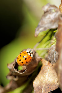 Harmonia axyridis (Coccinellidae)  - Coccinelle asiatique, Coccinelle arlequin - Harlequin ladybird, Asian ladybird, Asian ladybeetle Marne [France] 26/10/2014 - 190mForme succinea